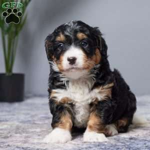 Isabelle, Mini Bernedoodle Puppy